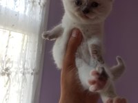 Blue Point ve Red Point British Shorthair Bebekler