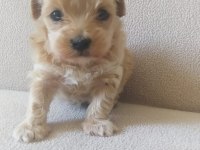 Maltipoo yavrular