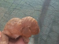 nadir bulunan cavapoo yavrular