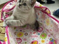Oyuncu sağlıklı scottish fold yavrular