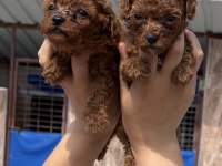 Kore poodle çok sevimli yavrular 