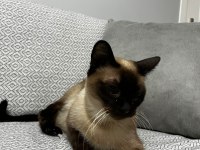 SİYAM KEDİSİ DİŞİ ÜCRETSİZ SAHİPLENDİRME