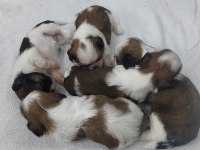 Sevimli Shih Tzu Yavruları Sahiplerini Bekliyor