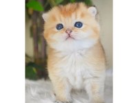 Muhteşem Golden British Shorthair Yavruları