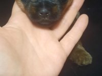 Yorkshire terrier erkek yavru