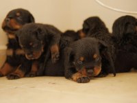 Koca Kafa Anne Babadan Kalıtelı Köpekler Kaçmaz
