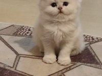 Üretim kedisi değil özel bakım ve mükemmel güzellikte