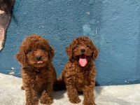 RUHSATLI POODLE EVİNDEN ERKEK DİŞİ POODLE BEBEKLERİM