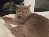 British shorthair erkek