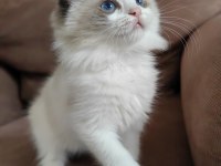 SECERELİ RAGDOLL YAVRULAR