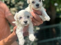 Maltese Terrier Yavrular