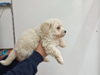 Maltese erkek yavru