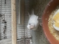 Yavru albino sultan papağanı