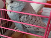 Kızışmış Sağlıklı Dişi Jumbo Dişi Muhabbet Kuşu