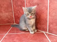 BRİTİSH SHORTHAİR ERKEK YAVRU
