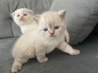Scottish fold erkek kardeşler