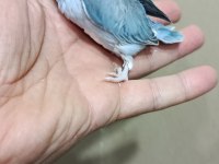 Pied Cep Papağanı Forpus