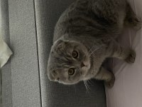 Çiftleştirme scottish fold kedimiz