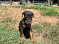 King bebeklerde son iki yavru doberman