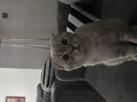 Scottish fold oğlum paşayı sahiplendiriyorum
