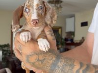 CHOCOLATE MERLE DAPPLE ÖZEL DACHSHUND GARANTİLİ