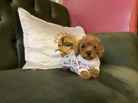 Toy poodle yavrularımız