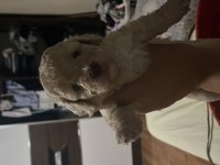 Harika Maltipoo yavruları