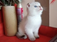 Scottish fold erkek