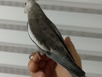 Erkek konuşur vaziyette sultan papağanı grey