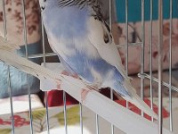 Hiç ısırmayan Orginal Jumbo İngiliz yavruları kuşlar