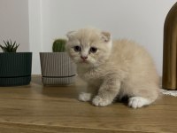 Ayı surat Scottish Fold Red Yavrumuz