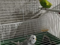 Çift Yavru Muhabbet Kuşu