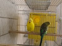 Damızlık Yerli Albino Lutino Hazır Takım Ve Tek Dişi Kuşlar