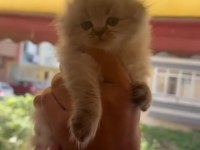 Scottish fold kedimiz