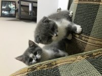 İki aylık british shorthair özel renk erkek