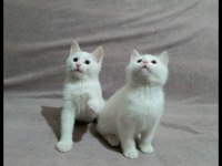 Safkan VAN kedisi yavrularım