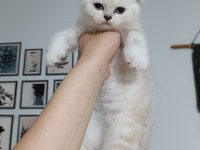 British longhair