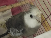 1 yaşında sultan papağanı konuşuyor ısırma var