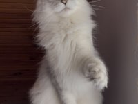 Üst kalite maine coon yavrular