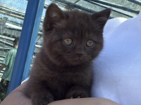 Cinnamon safkan british shorthair