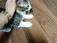 İZMİR KEDİMİZ LÜTFEN AÇIKLAMAYI OKUR MUSUNUZ