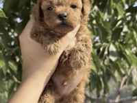 Toy Poodle Yavrular