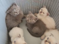 British Blue Point Mavi Göz Ve Scottish Fold Düşük Kulak
