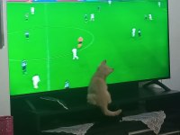 British Shorthair Aslan Parçası Yeni Yuvasını Arıyor
