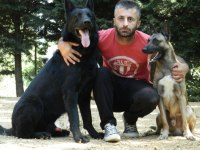 Alman kurdu şecereli yavrular eğitmenden