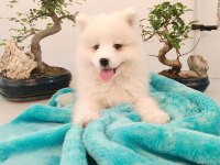 AYİ YAVRUSU SAMOYED A KALİTE IRK
