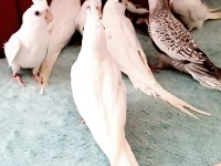 Full evcil sultan papağanı bebekler