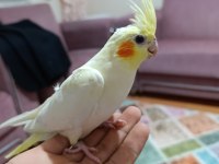 Sultan papağanı yavru