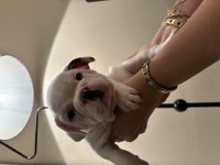 Oyuncu french bulldog köpekler