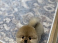 Tedy Bear Pomeranian Boo Pupy